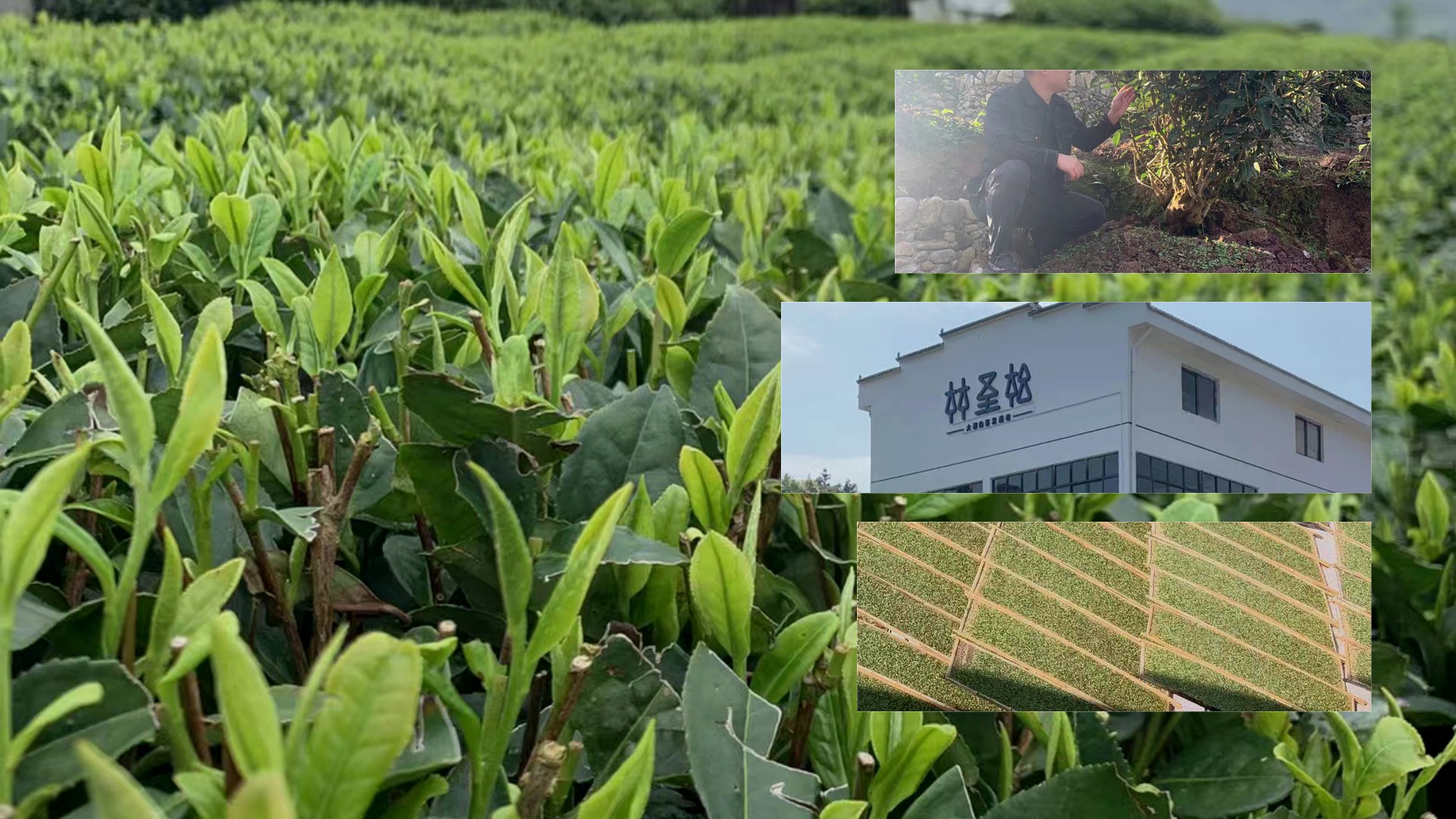 王家洋产地、母树园与工厂